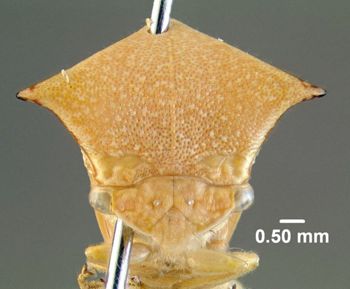 Media type: image;   Entomology 619021 Aspect: head frontal view